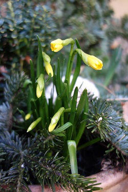 Narzissen im M&auml;rz